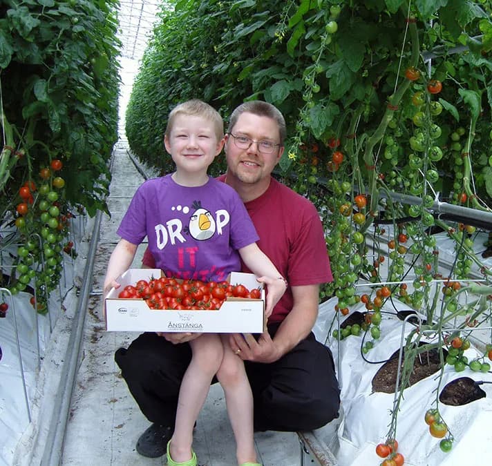 Odlare med barn bland tomatplantorna i Ånstängas växthus