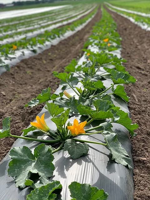 Grön zucchini med svensk flagga i butikslåda
