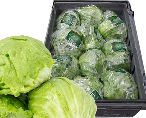 Isbergssallat packad i lådor hos Ivarssons
