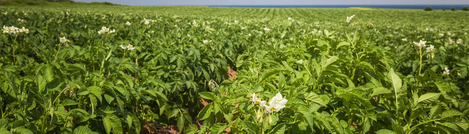 Blommande potatisfält på Bjärehalvön