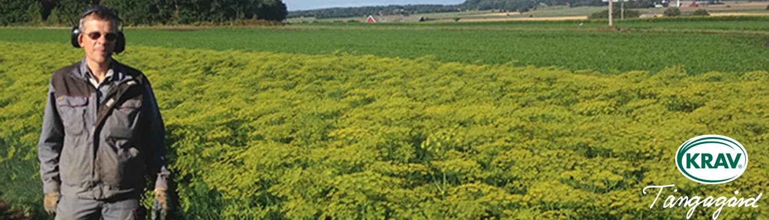 Odlare i ett blommande fält på KRAV-odlingen Tångagård utanför Falkenberg