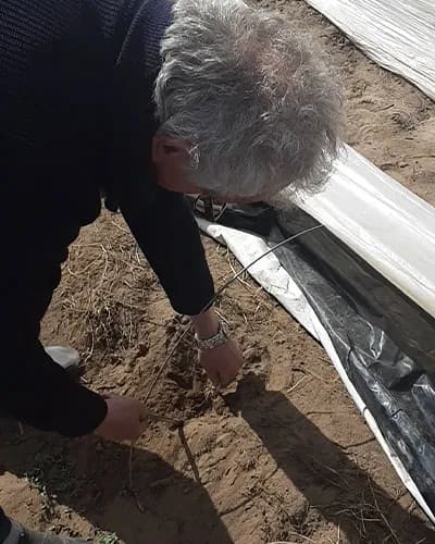 Bernhard gräver fram vit sparris ur sandjorden