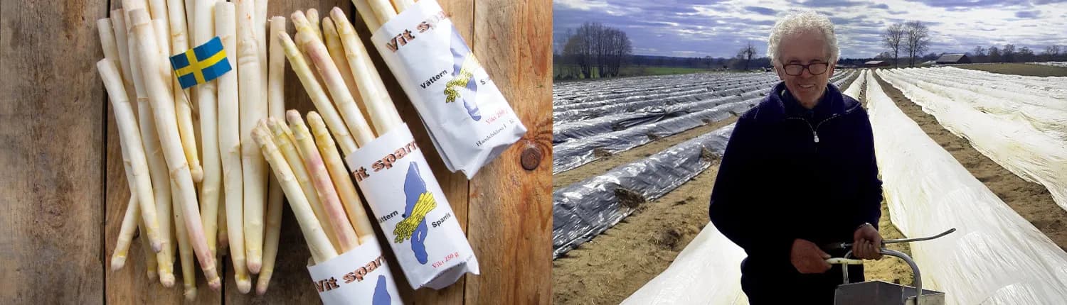 Vit sparris från Vättern Sparris och Bernhard bland de täckta sparrisbäddarna