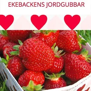 Ekebackens jordgubbar
