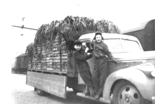 Bert Nilsson och en kollega på fotsteget till en lastbil fullastad med purjolök, 1953