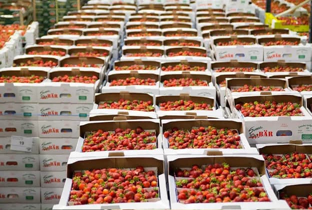 Jordgubbskylen fylld från golv till tak med lådor svenska jordgubbar inför midsommar